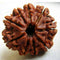 Nava Mukhi Rudraksha